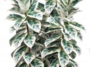 ficus trees 3D Model