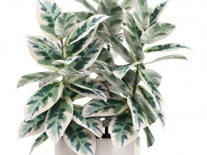 ficus trees 3D Model