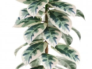 ficus trees 3D Model