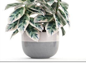 ficus trees Modelo 3D