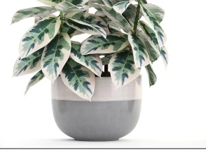ficus trees 3D Model
