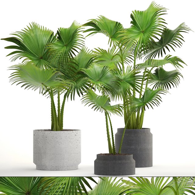 collection palms 3D 模型 .c4d .max .obj .3ds .fbx .stl .blend 