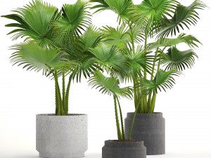 collection palms 3D Model
