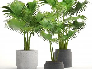 palme da collezione Modello 3D