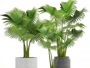 collection palms 3D Model