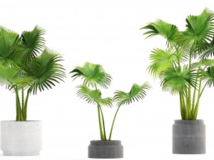 collection palms 3D 模型