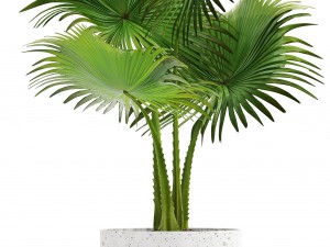 collection palms 3D 模型