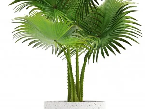 collection palms 3D Model