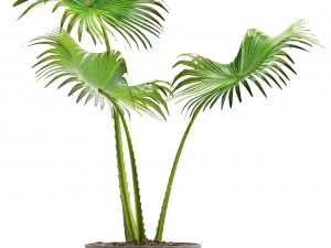 collection palms 3D Model