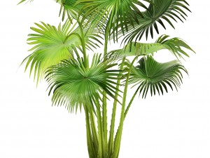 collection palms 3D 模型