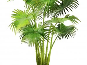 collection palms 3D Model