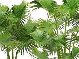 collection palms 3D 模型