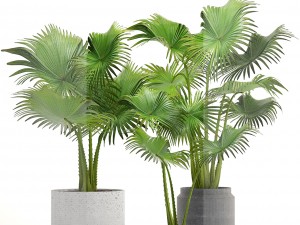 collection palms 3D 模型