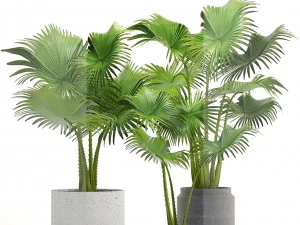 collection palms 3D Model