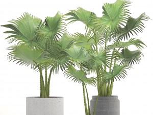 collection palms 3D 模型