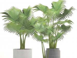 collection palms 3D Model