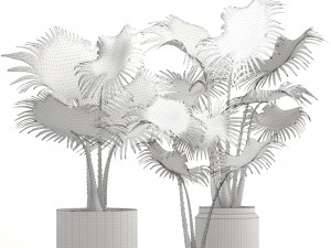 collection palms 3D 模型