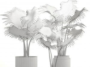 collection palms 3D Model
