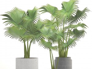 collection palms 3D 模型