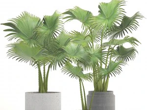 collection palms 3D Model