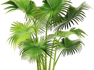 collection palms 3D 模型