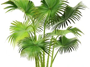 collection palms 3D Model