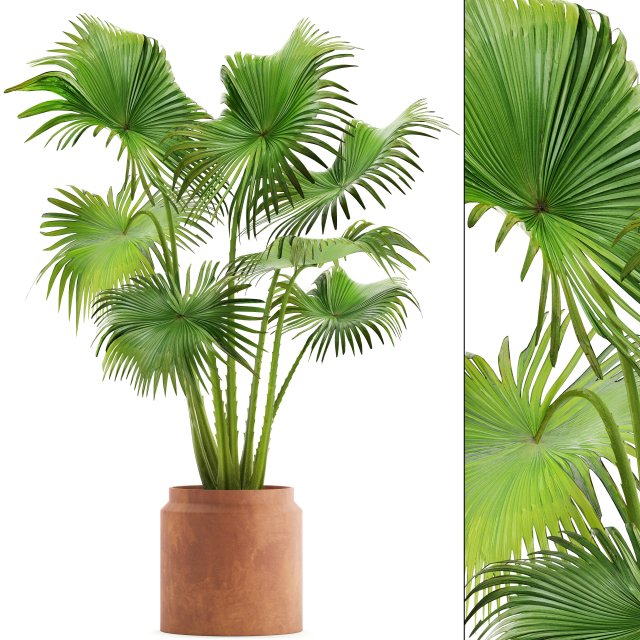 palm Model 3D .c4d .max .obj .3ds .fbx .stl .blend 