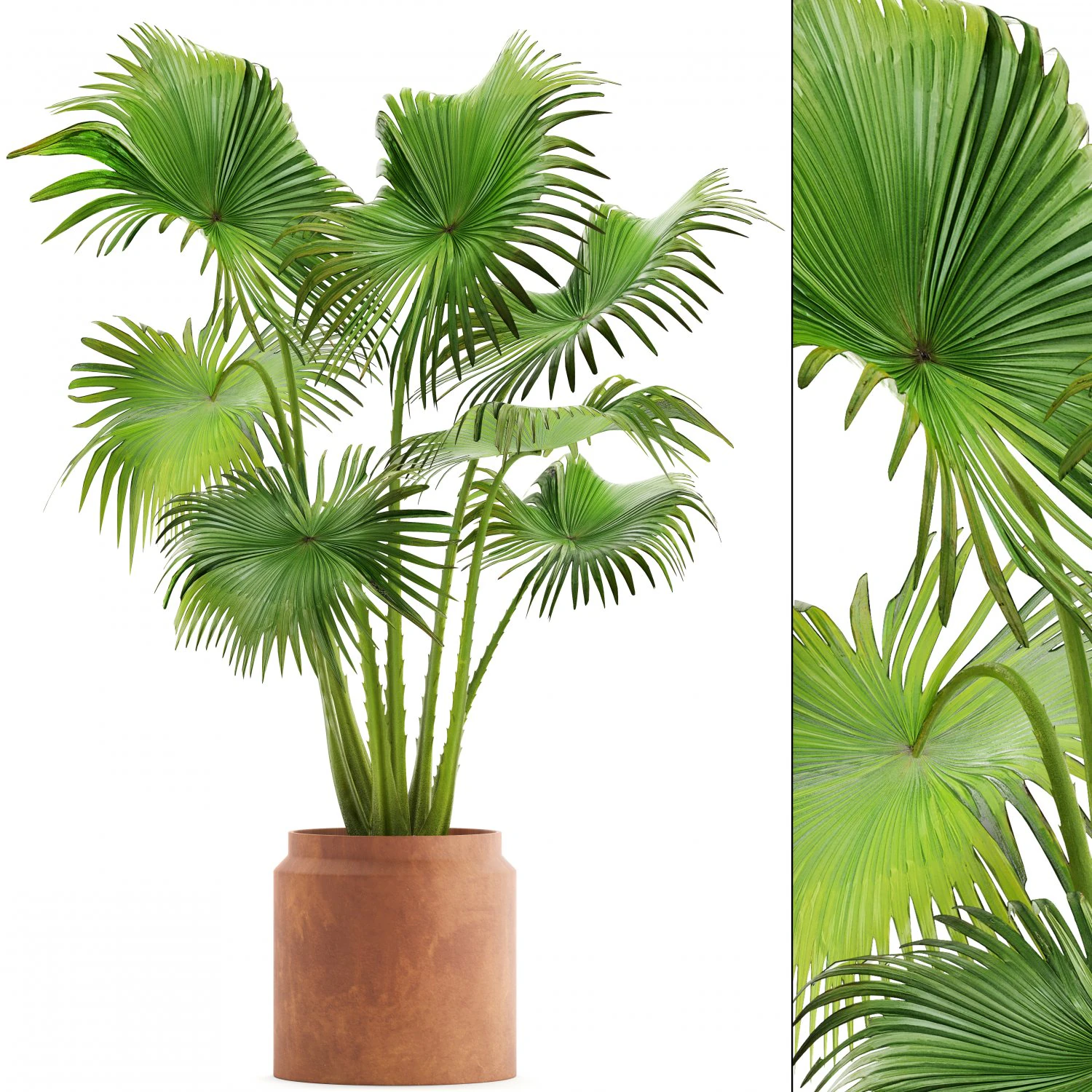palm 3D Model .c4d .max .obj .3ds .fbx .stl .blend 