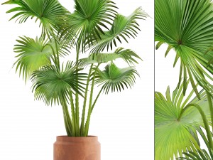 palm Modelo 3D