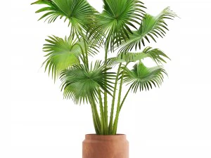 palm 3D Model