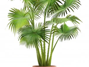 palm 3D Model