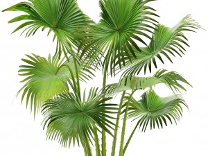 palm 3D Model