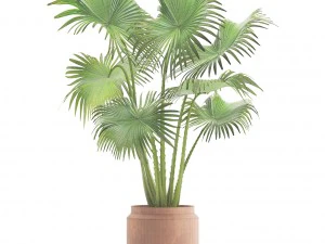 palm 3D Model