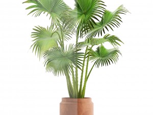 palm Model 3D