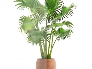 palm 3D Model