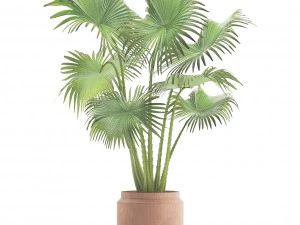 palm 3D Model