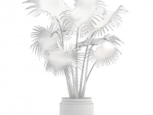 palm Model 3D