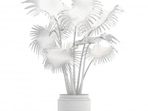 palm 3D Model