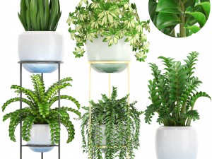 collection plants 3D Модель