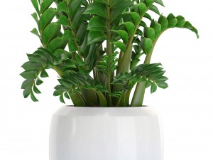 collection plants 3D Model