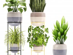 collection plants 3D Model