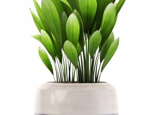 collection plants 3D Модель