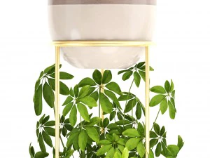 collection plants 3D Model