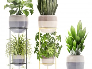 collection plants 3D Модель