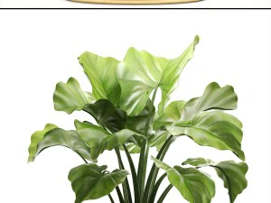collection plants 3D Model
