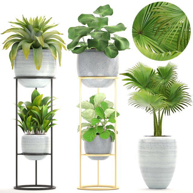 collection plants Modello 3D .c4d .max .obj .3ds .fbx .stl .blend