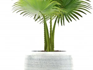 collection plants 3D Model