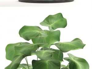 collection plants 3D Model