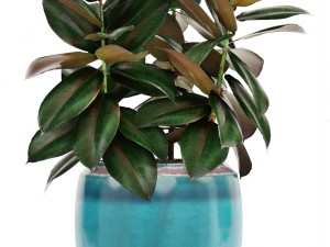 collection plants 3D Model