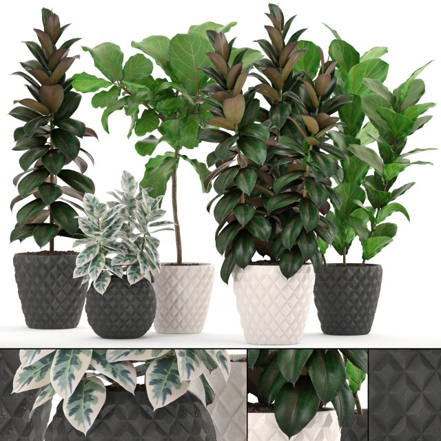 ficus trees set 3D Model .c4d .max .obj .3ds .fbx .stl .blend 